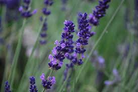 Lavender