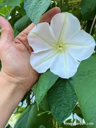 Moonflower